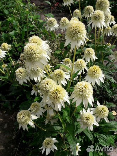 Эхиноцеи сортовые. Гвоздики