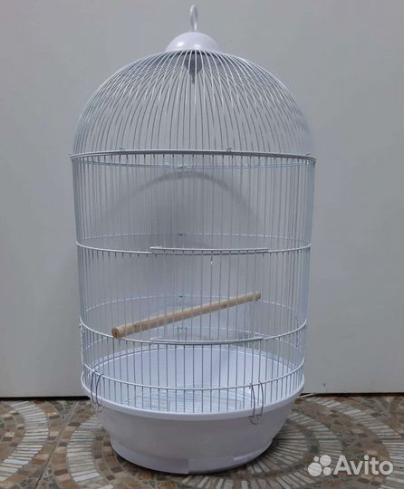 Попугай неразлучники