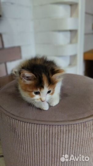 Кошка в дар