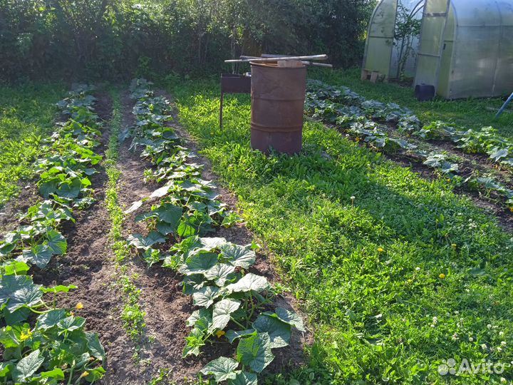 Огурцы свежие, малосольные, солёные домашние