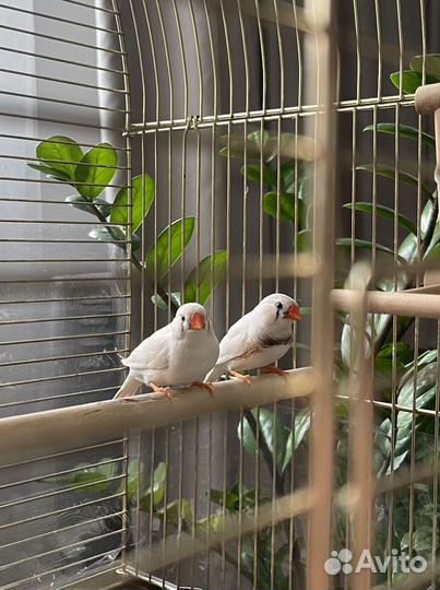 Зебровые амадины