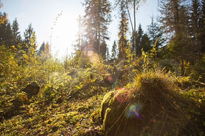 Участок 33 сот. (СНТ, ДНП)