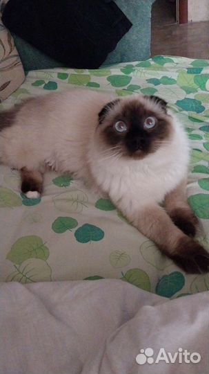 Кот на вязку