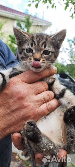 Малыши ищут дом