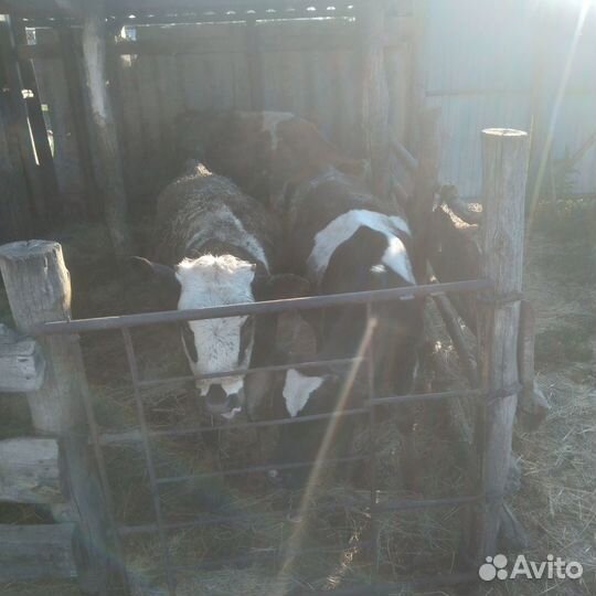 Продам телят