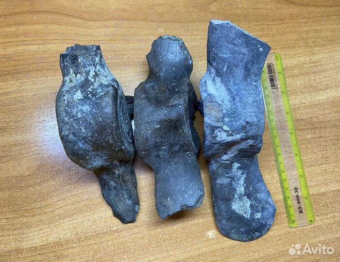 Окаменелые позвонки