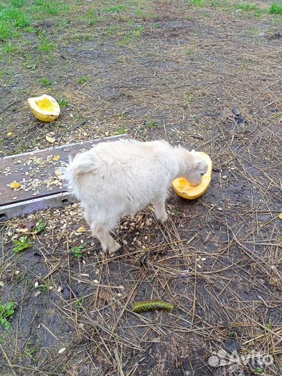 Козел ламанча