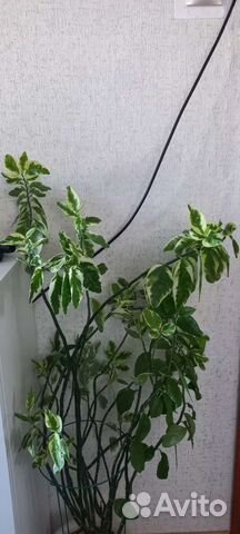 Педилантус