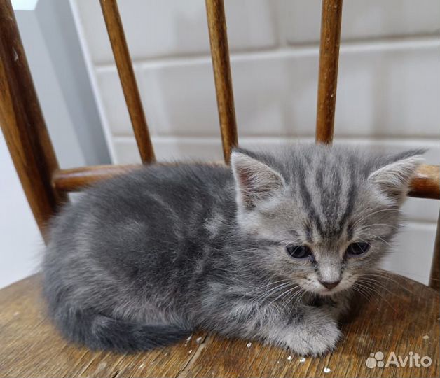 Кошки в добрые руки