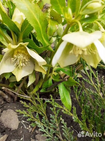 Морозник кавказский