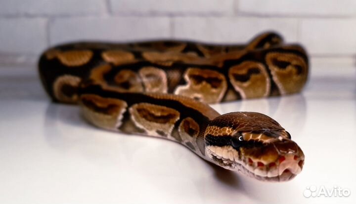 Змея аренда