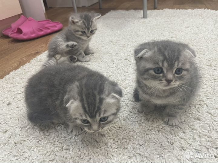 Шотландские котята