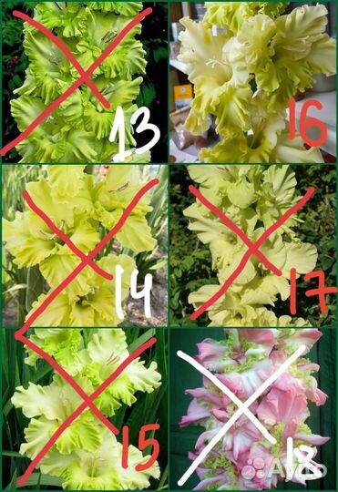 Луковицы сортовых гладиолусов