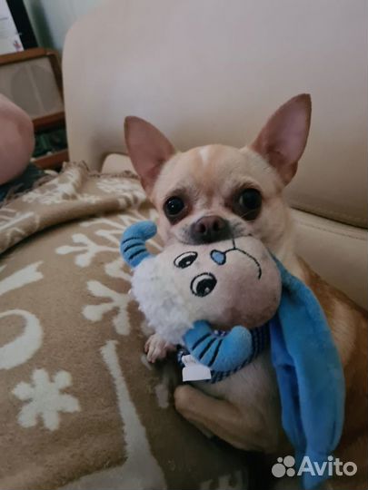 Душевная передержка вашего питомца)