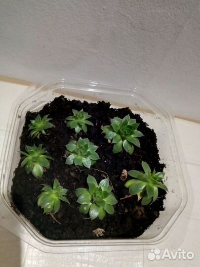 Спатифилум, каменный цветок