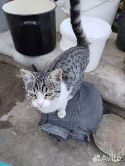 Кошка в дар бесплатно