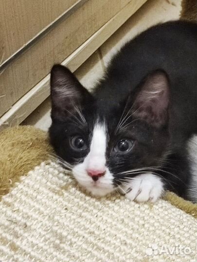 Ласковые котята в добрые руки