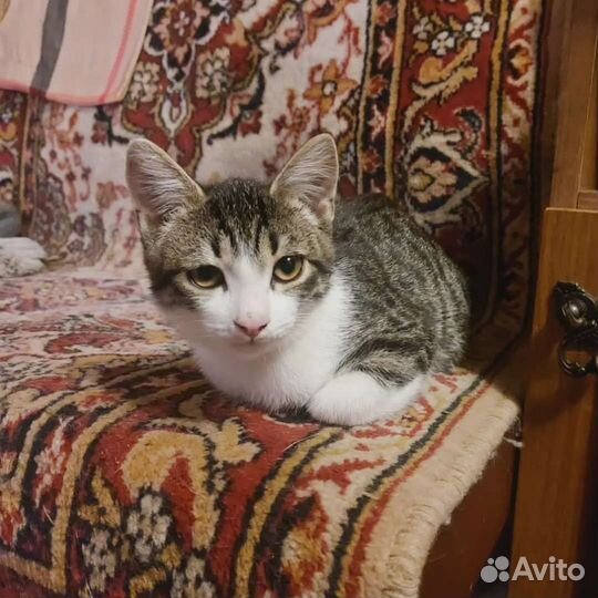 Котенок мальчик