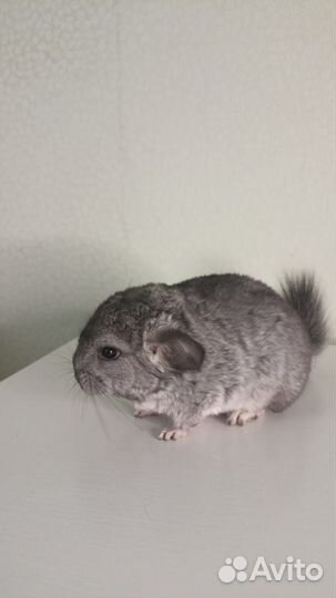 Шиншилла 2 месяца
