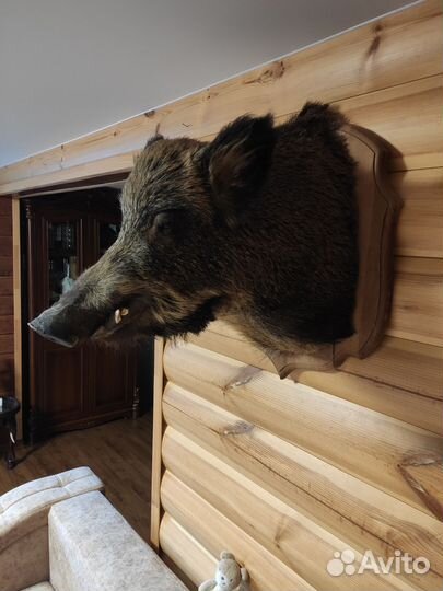 Чучело головы кабана