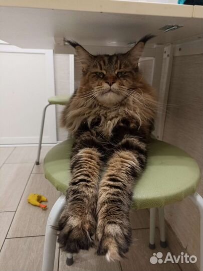 Котята мейн-кун