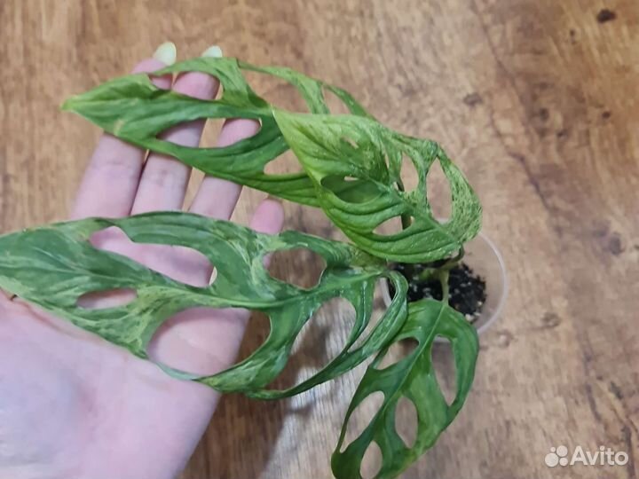 Монстера адансона индоминт