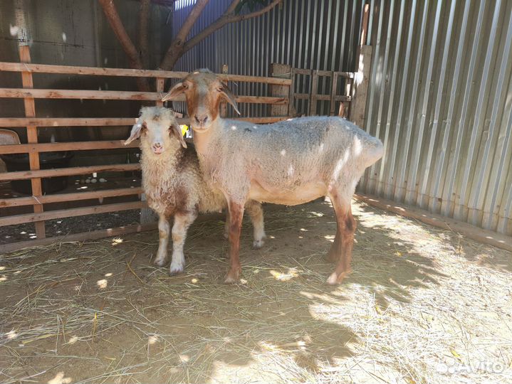 Овцы бараны