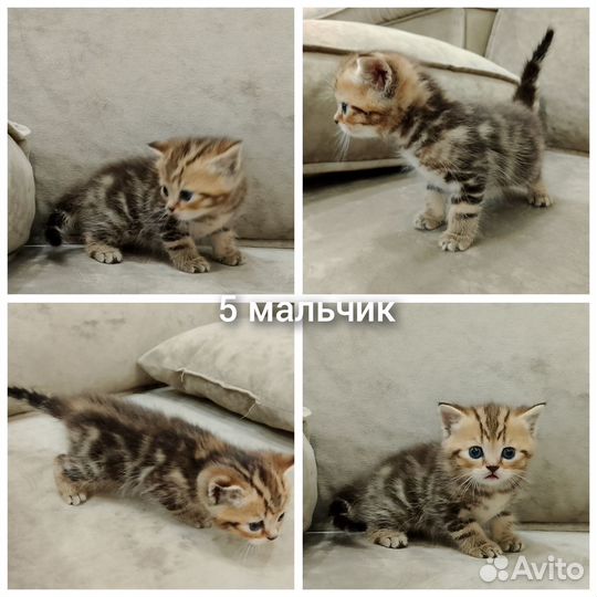 Шотландские котята