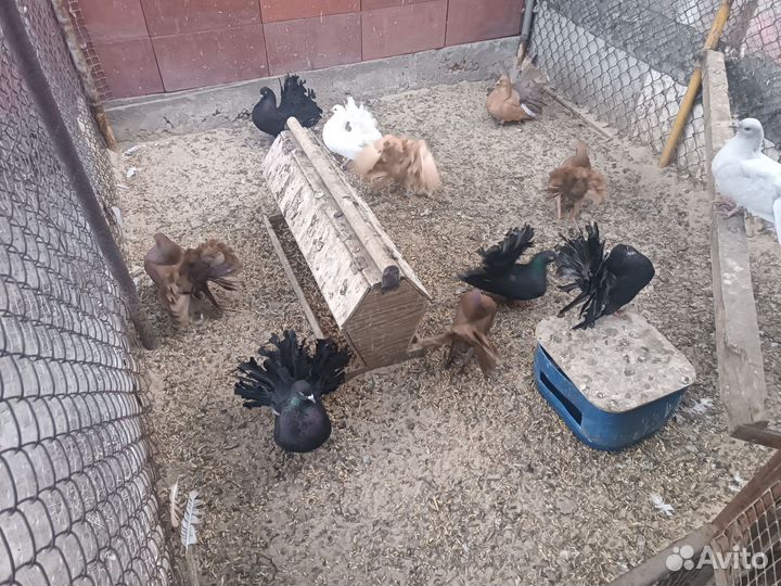 Голуби павлины