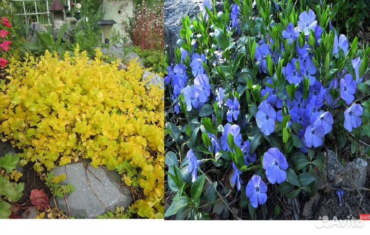 Почвопокровные растения