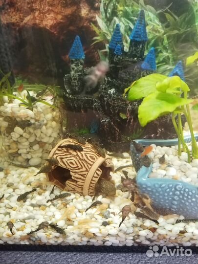 Аквариумные рыбки