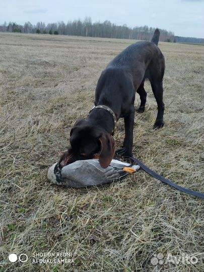 Собака для вязки дратхаар