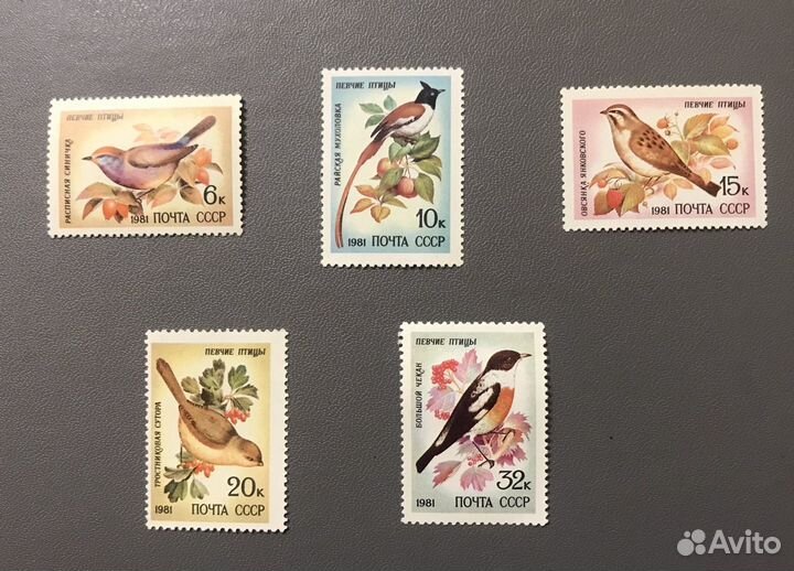 Певчие птицы