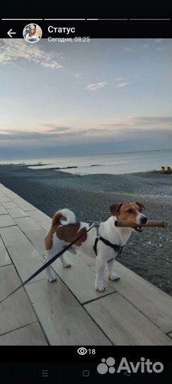 Щенок джек рассел терьер