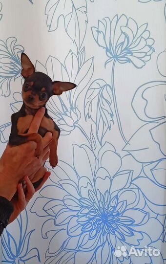 Супер Мини той-терьер