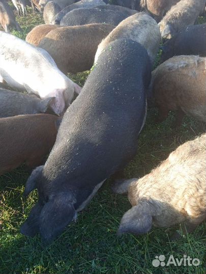 Продается стадо Венгерской Мангалицы