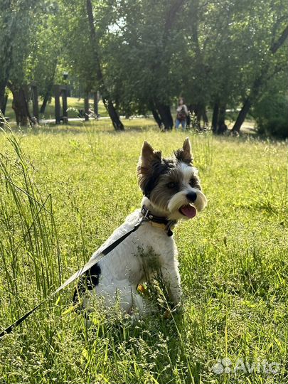 Случка / вязка кобель Бивер йорк