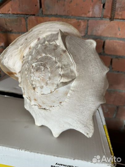 Ракушка большая 30,5см без дефектов