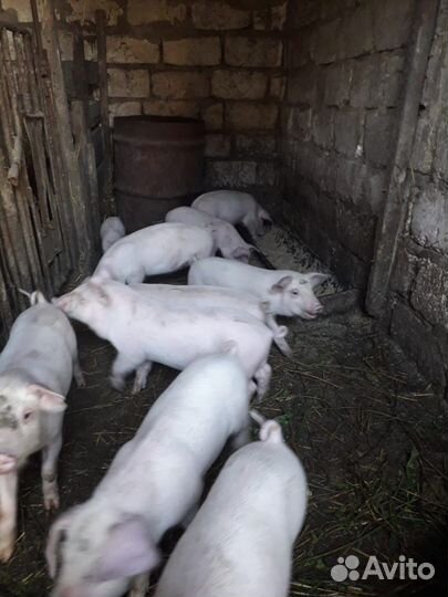 Поросята породы см-1, 1,5 месяца