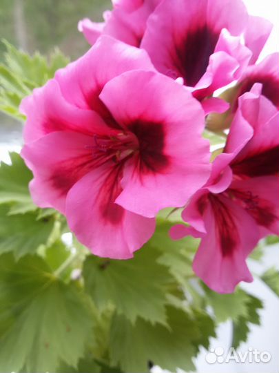 Пеларгония королевская