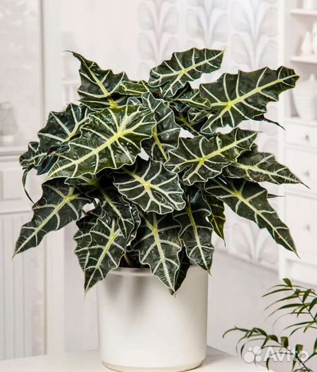 Алоказия в ассортименте