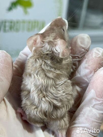 Мышки тексели сатиновые и рексы кудрявые