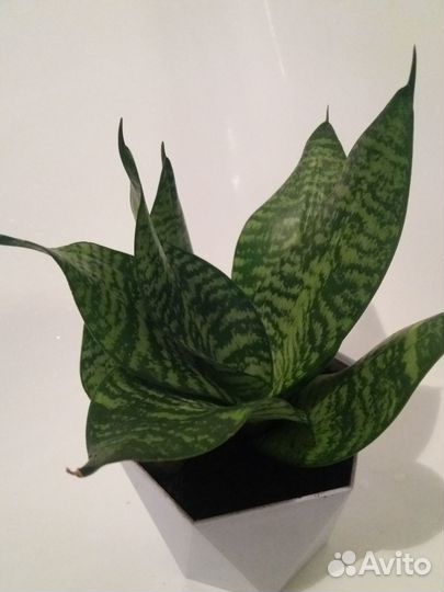 Сансевиерия ханни