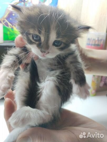 Милые котята в добрые руки