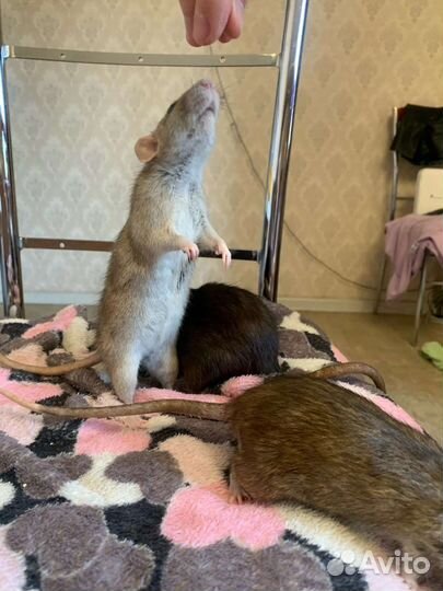 Декоративная крыса