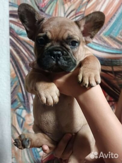 Французский бульдог щенки