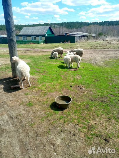 Бараны стадо