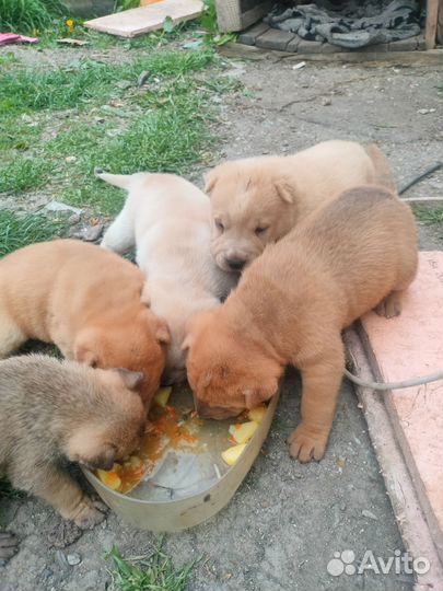 Собаки