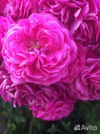 Розы плетистые, клематисы