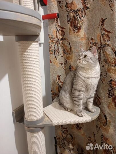 Когтеточка для кошек